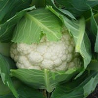 BLOMKÅL ABENI F1 BEISET PRES