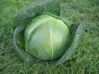 HVITKÅL AMAZON F1 NO-ØKO-01