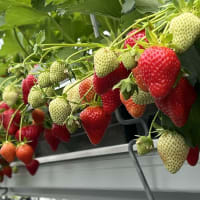 FAVORI* Coldstored heavy tray, import