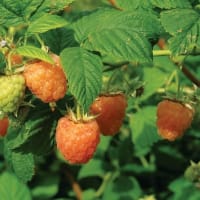 VARNES - BRINGEBÆRPLANTE