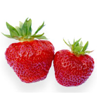 SAGA Ventebed WB L ,15-18 mm import