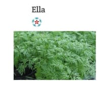 DILL ELLA UBEISET