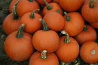 GRESSKAR (MAT) MARS F1 UBEISET