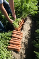 GULROT NAMDAL F1 SYSTEM