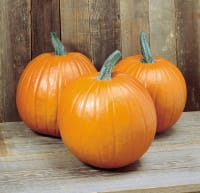 GRESSKAR (HALLOWEEN) MAGIC LANTERN F1 UB