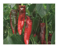 PAPRIKA Snack spiss Rubiero rød