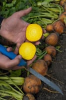 BETE BOLDOR F1 (GUL) UBEISET