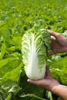 KINAKÅL MANOKO F1 PRES