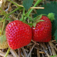 FALCO* Ventebed WB M, 18-22 mm, import