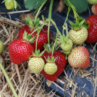 FLORENCE* norske barrotsplanter