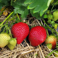 JENKKA* (FE2122) FRIGO PLANT A2+(+), 14-18 MM, IMPORT
