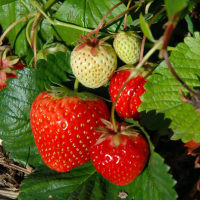 Malwina* Ventebed WB M, 18-22 mm, import