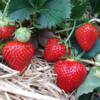 Rumba* Frigo A+ (A2+) 14-18 mm, import