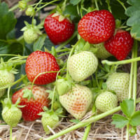 Salsa* Frigo A+ (A2+) 14-18 mm, import