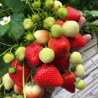 SONSATION* Frigo A++(A3+) >17 mm, import