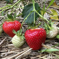 Twist* (FE2015) Potteklump tray A, import