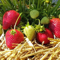 Verdi*(FE1711)  Ventebed WB M, 18-22 mm, import