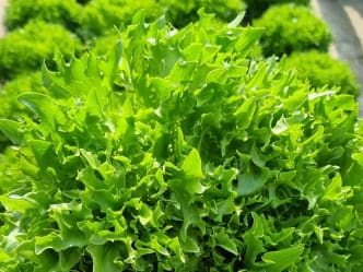 Salat