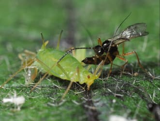 Biologisk plantevern
