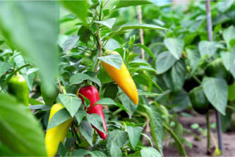 Paprika