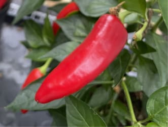 Småskala chili
