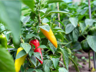 Småskala paprika