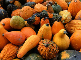 Squash