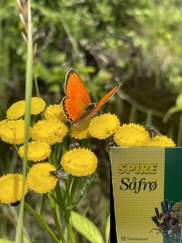 Blomstereng Robust Nord-Øst