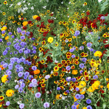 FLOWER MIX - SOMMERBLOMSTMAGI