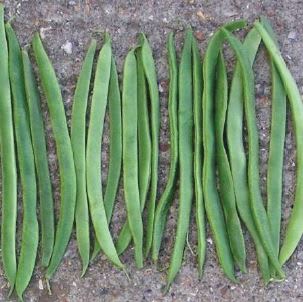 BØNNE (STANG PRYD) AINTREE UBEISET STK