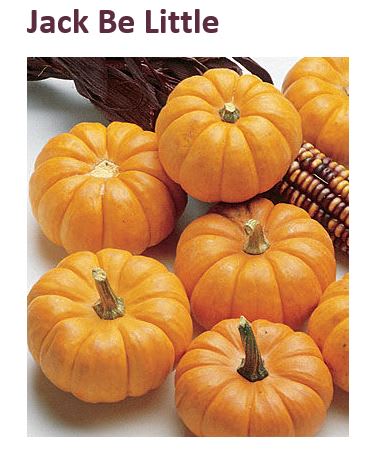 GRESSKAR (MINI PYNT) JACK BE LITTLE