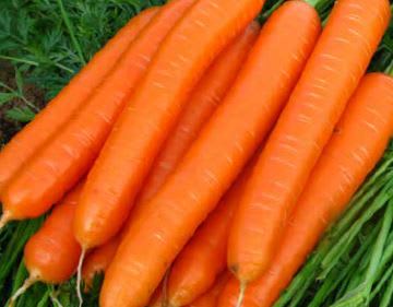 GULROT CADANCE F1 MINIPILLER