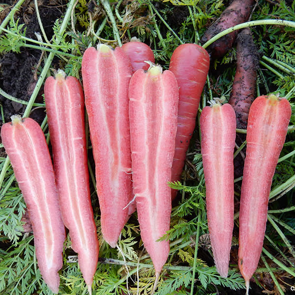 GULROT RUBYPRINCE F1 (RØD) UBEISET