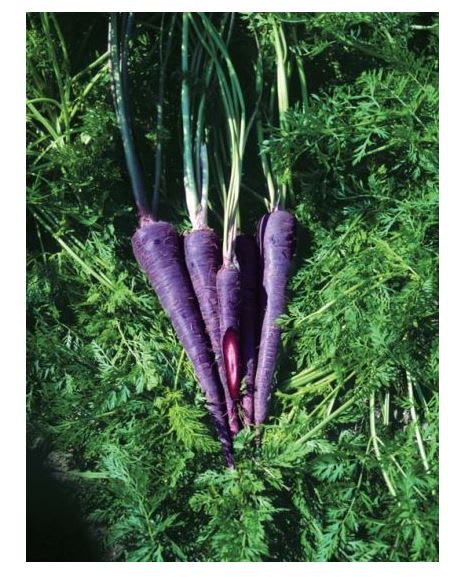 GULROT PURPLE ELITE F1 (LILLA/GUL) SYSTEM
