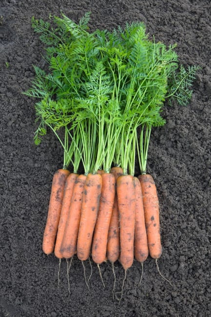 GULROT NOMINATOR F1 SYSTEM