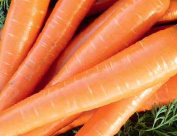 GULROT BRILLYANCE F1 UBEISET