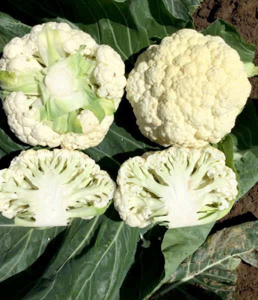 BLOMKÅL SPEEDSTAR F1 (SG 1008) UBEISET PRES