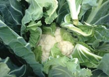 BLOMKÅL SYNERGI F1 UBEISET PRES