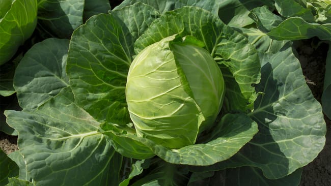 HVITKÅL JETMA F1 UBEISET PRES