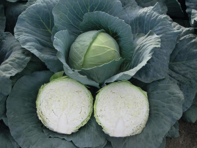 HVITKÅL ARTOST F1 PRES