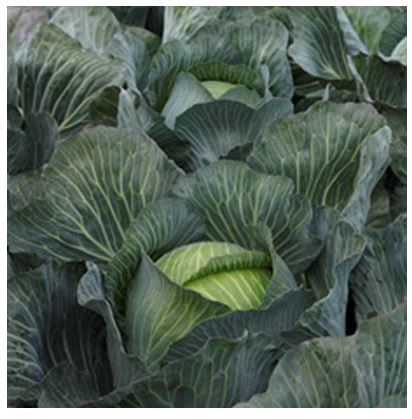 HVITKÅL KILASTOR BEISET PRES