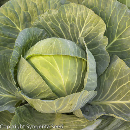 HVITKÅL KILAPLON UBEISET PRES