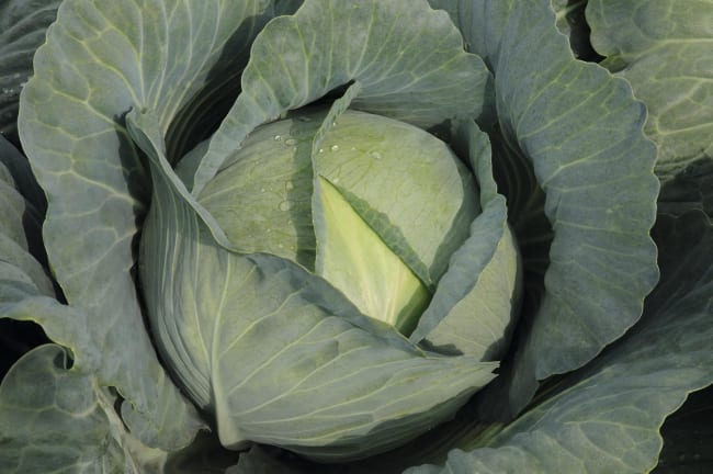 HVITKÅL TYPHOON F1 PRES