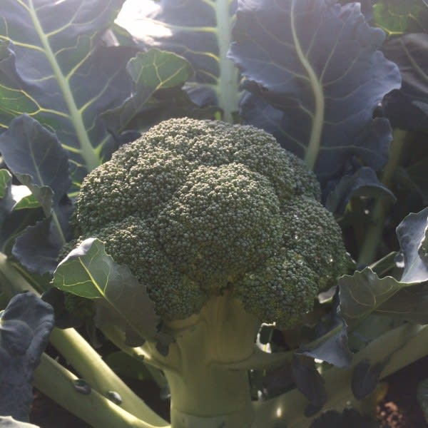BROKKOLI TITANIUM F1 UBEISET PRES