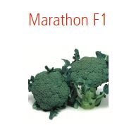 BROKKOLI MARATHON F1 UBEISET PRES