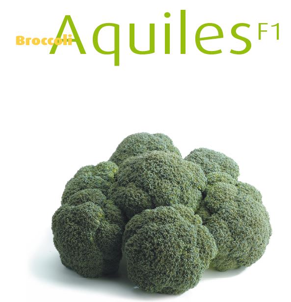 BROKKOLI AQUILES F1 PRES