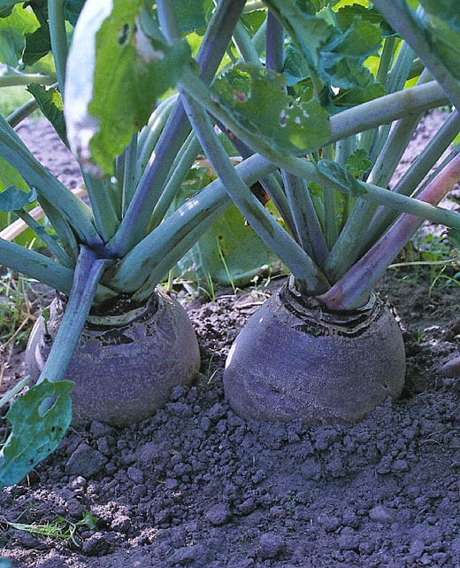 KÅLROT VIGE UBEISET PRES