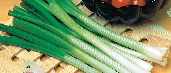 VÅRLØK KATANA F1 BEISET