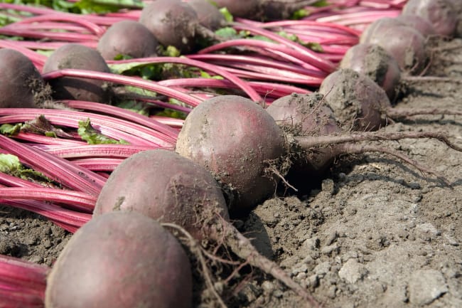 RØDBETE BORO F1 NO-ØKO-01