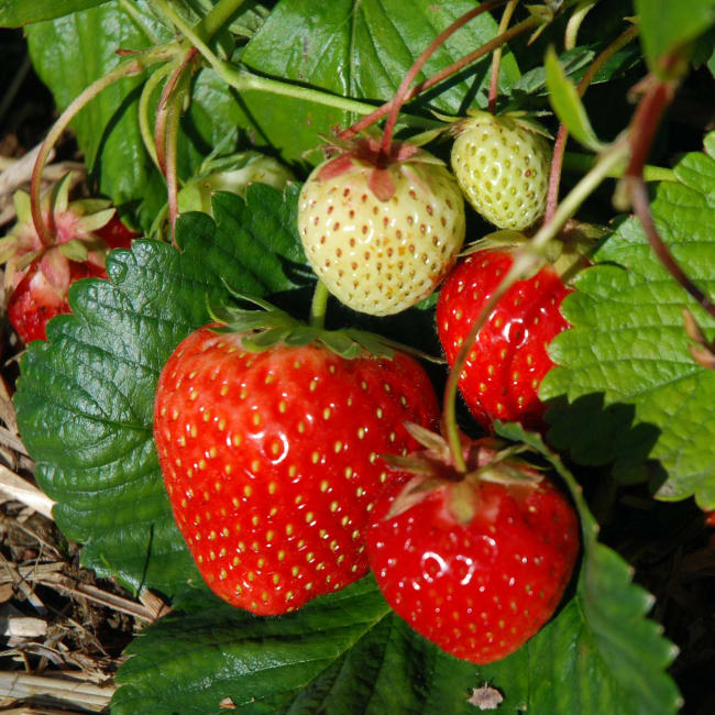 Malwina* frigo A- 8-10 MM, IMPORT